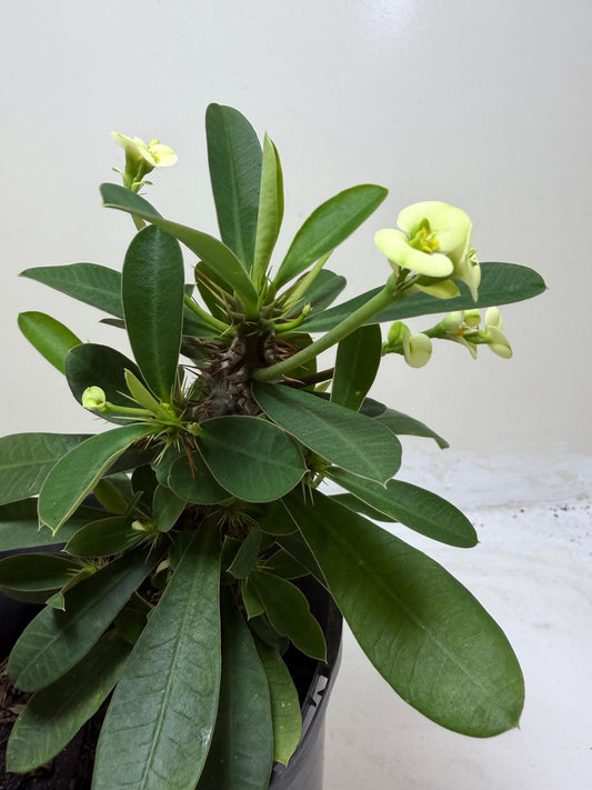 Euphorbia Milli white #201
