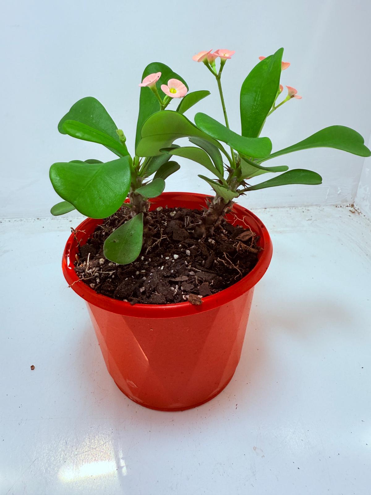 Euphorbia Milli #103 - two in one
