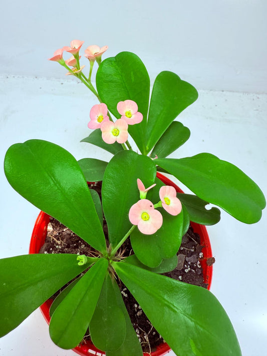 Euphorbia Milli #103 - two in one