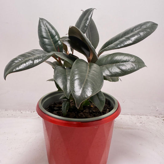 Ficus Elastica ‘Burgundy’ 130 mm