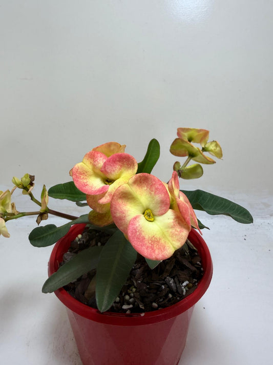Euphorbia Milli #229
