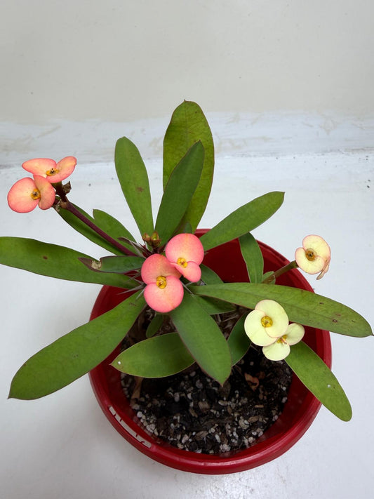 Euphorbia Milli Pink and yellow #228