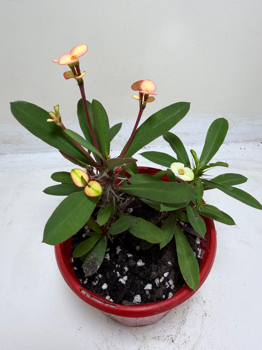Euphorbia Milli Pink 2 in one #208