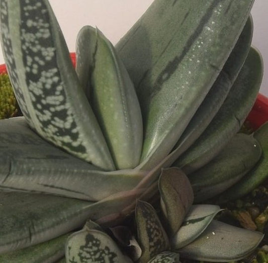 Gasteria Grandorf