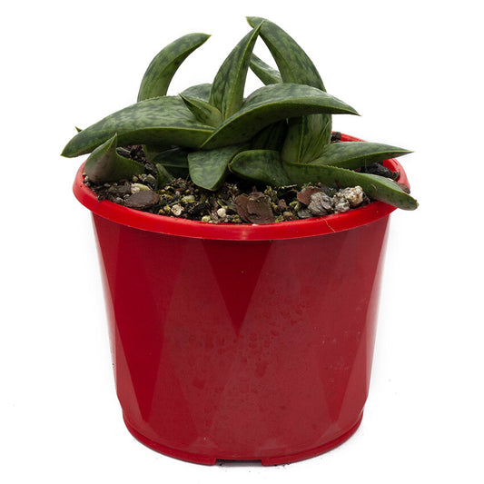 Gasteria Marble Queen -130mm