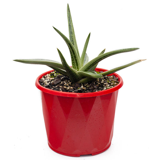 Gasteria X Aloe 'Species'