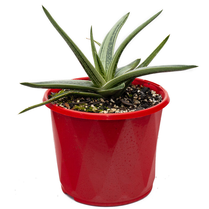 Gasteria X Aloe 'Species'