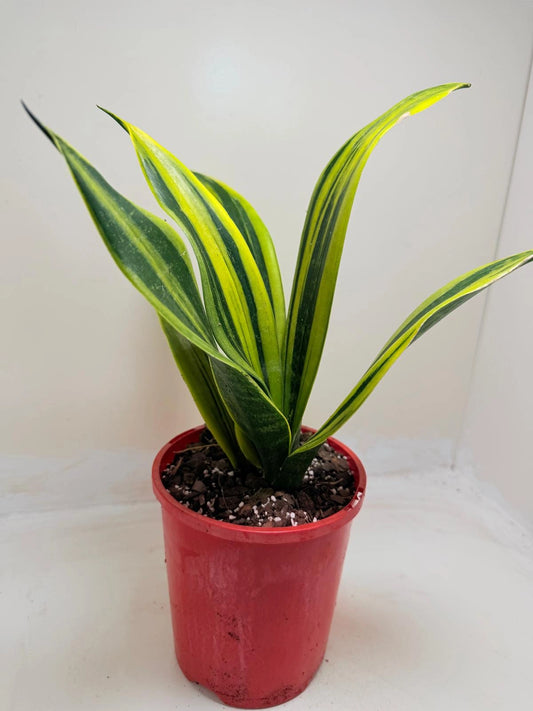 Sansevieria Golden Flame - 150mm