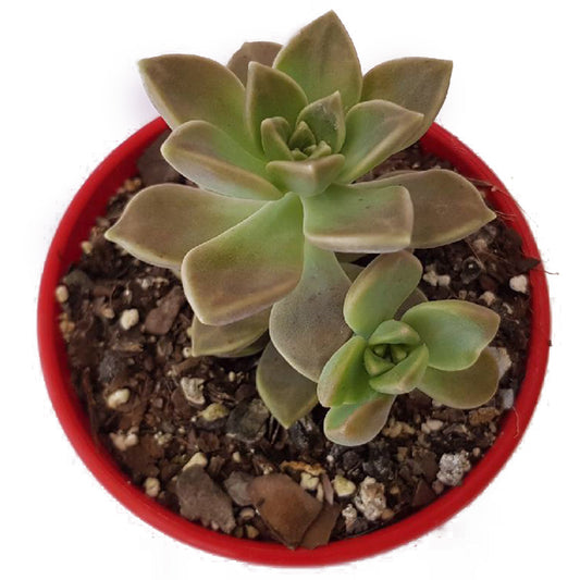 Graptopetalum Paraguayense SSP. Bernalense