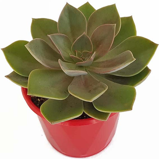 Graptoveria Dusk 130mm