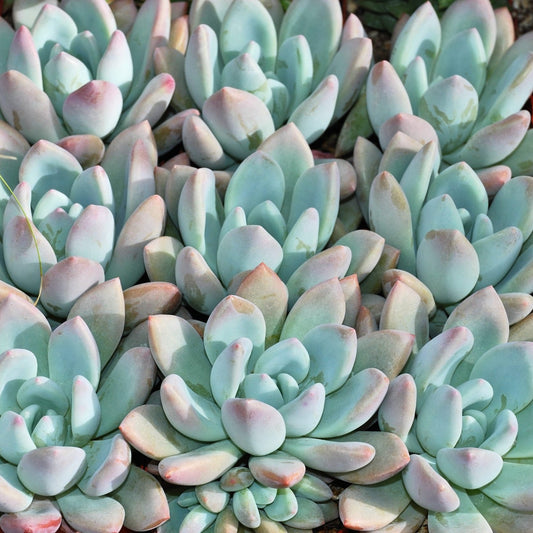 Graptoveria Moonglow