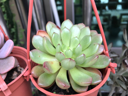 Graptoveria Pink Ruby