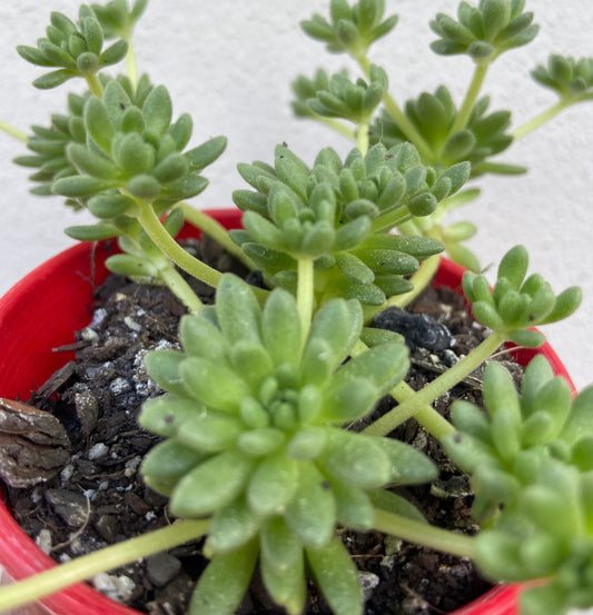 Sedum Hirsutum (Hairy Stonecrop) 130mm