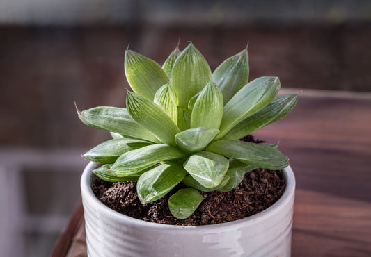 Haworthia Cymbiformis