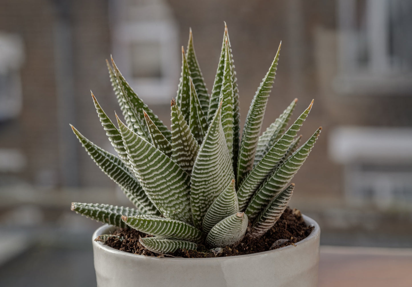 Haworthia Spider White -130mm