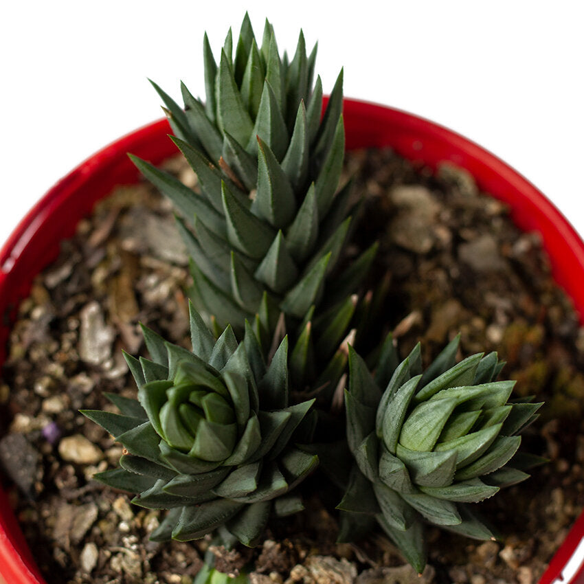 Haworthia Glauca Var. Glauca 80mm
