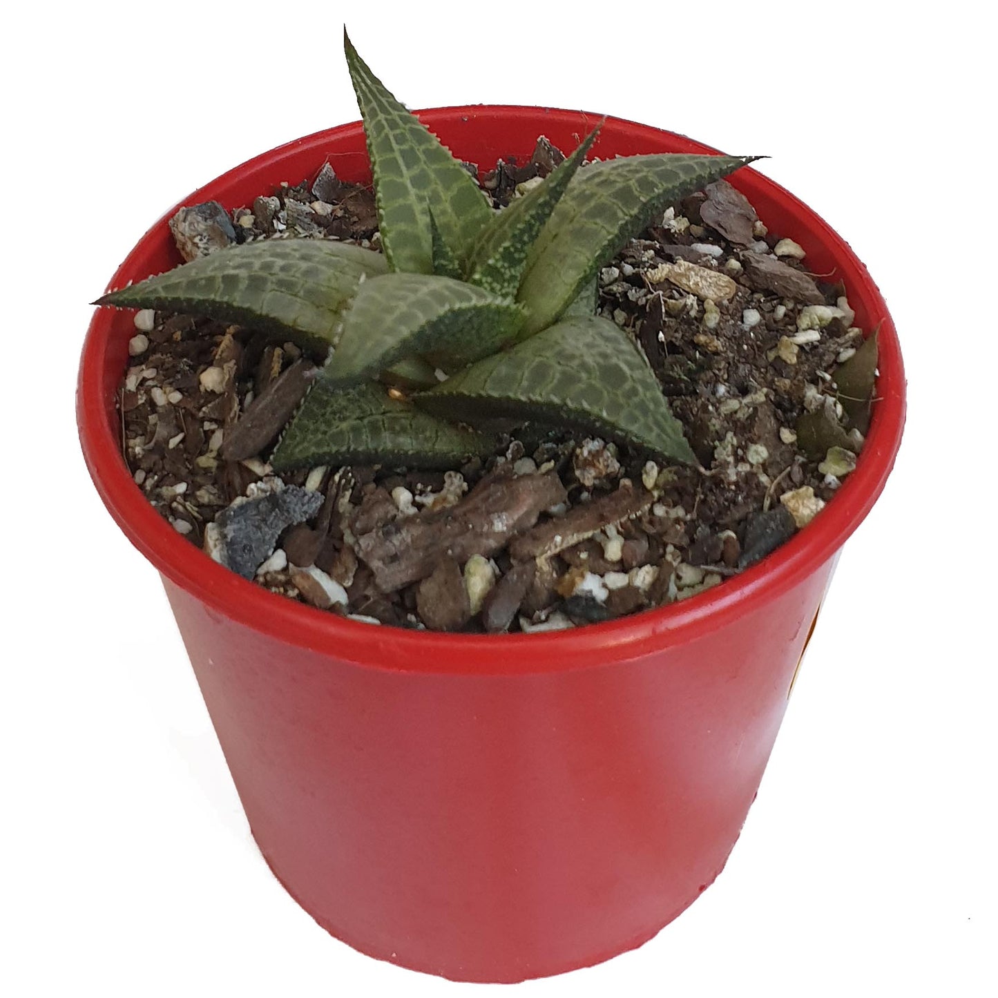 Haworthia Tessellata Mystery-80mm