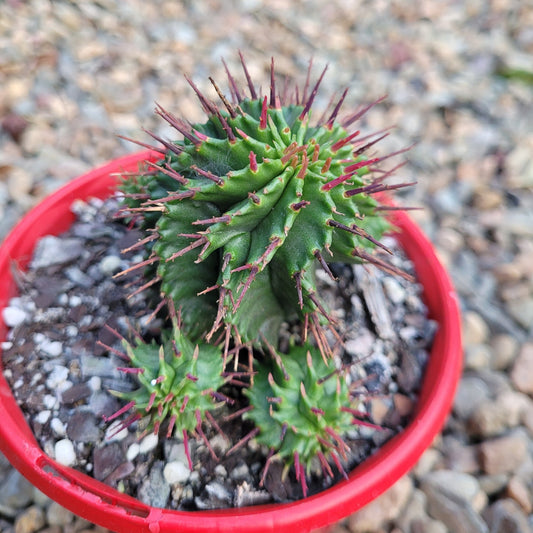 Euphorbia Horida-130mm