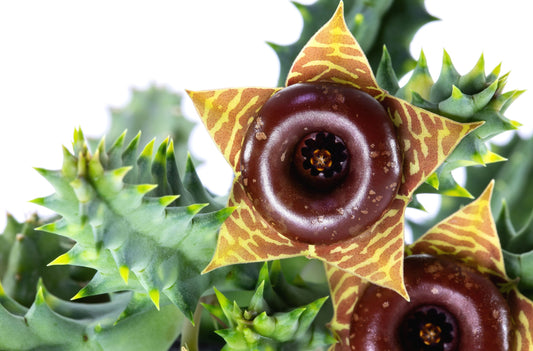 Huernia