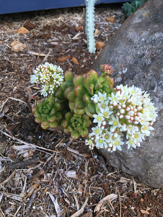 Sedum Lucidium Giant Jelly Bean