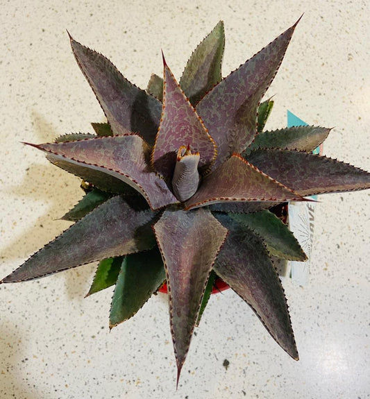 Mangave Purple People Eater 130mm