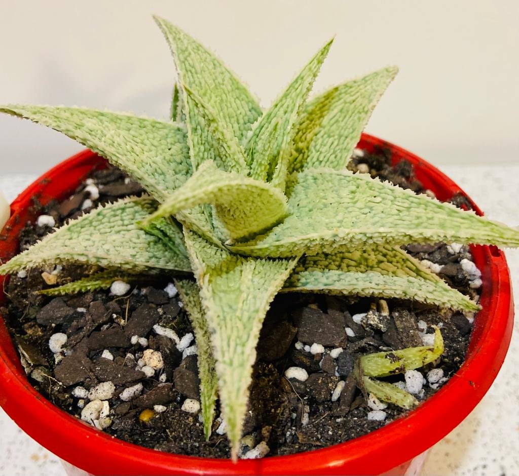 Aloe Hybrid Paul Hutchinson 130mm