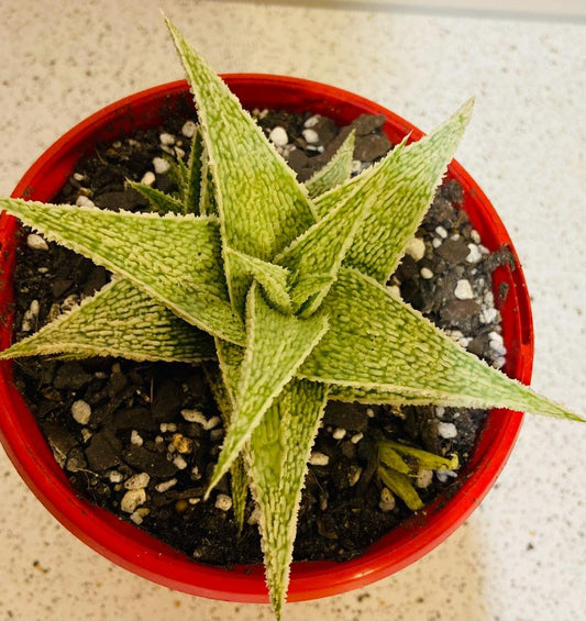 Aloe Hybrid Paul Hutchinson 130mm