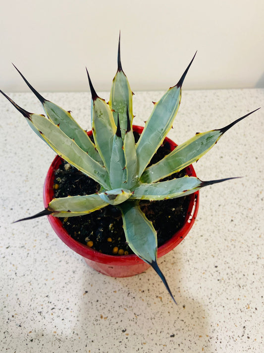 Agave Macrocantha Blue Ribbon