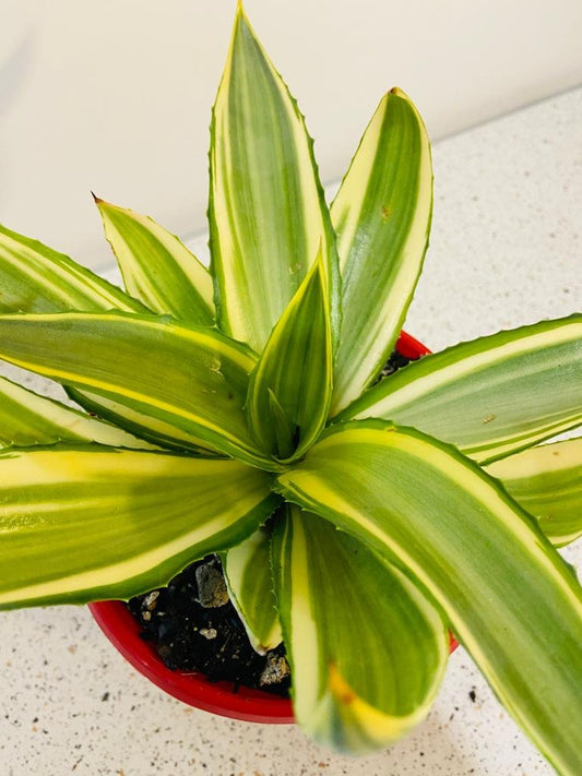 Agave Joe Hoak Succulent Plant