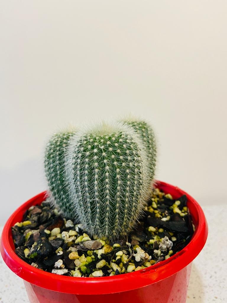 Parodia Alba