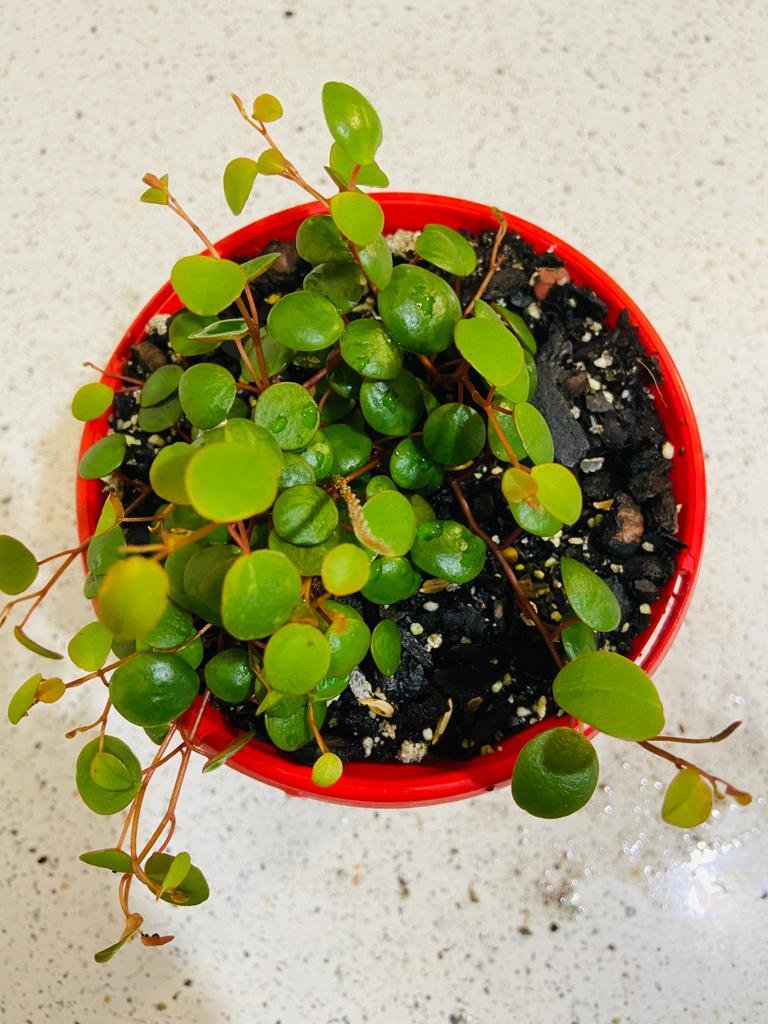 Peperomia Pepperspot 130mm