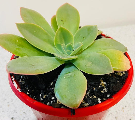 Echeveria Sunita 130mm