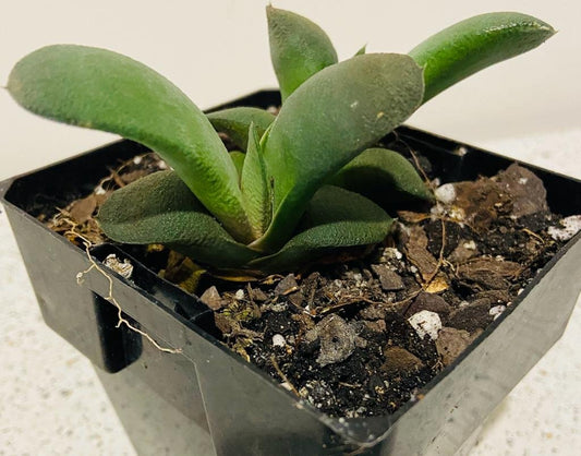 Gasteria Glomerata -100mm