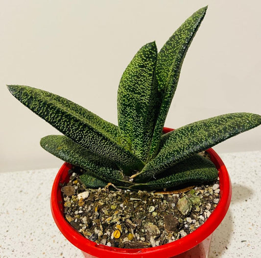 Gasteria Batesiana-130mm