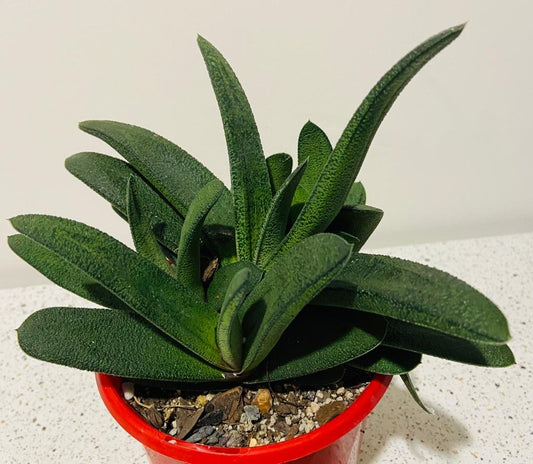 Gasteria -130mm