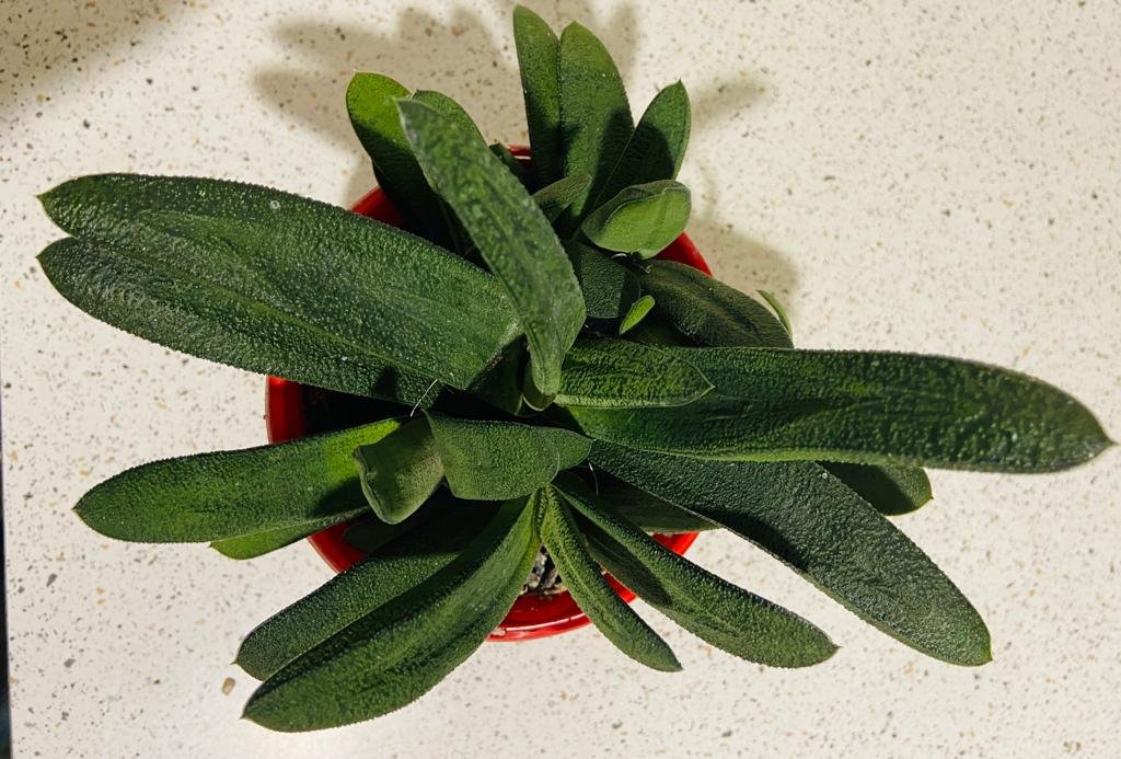 Gasteria -130mm