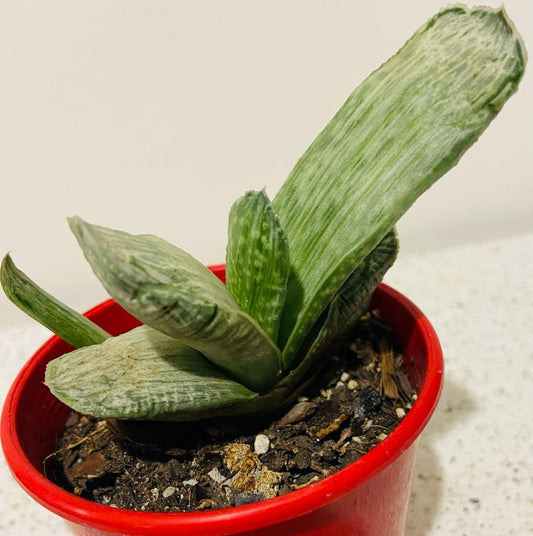 Gasteria Species Variegated-80mm