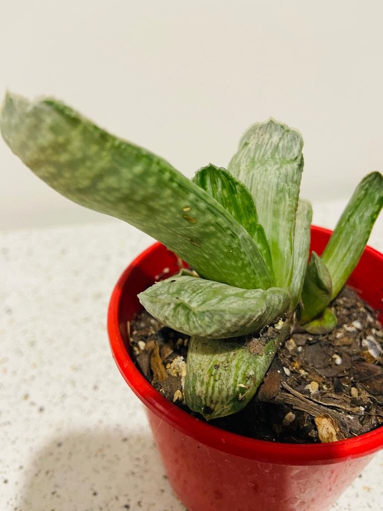 Gasteria Species Variegated-80mm
