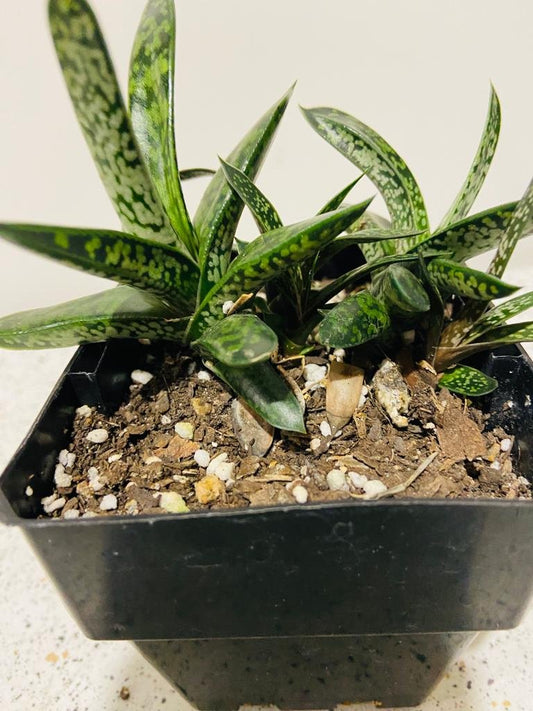 Gasteria Liliput-100mm