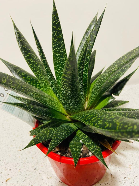 Gasteria X Aloe Flow-130mm