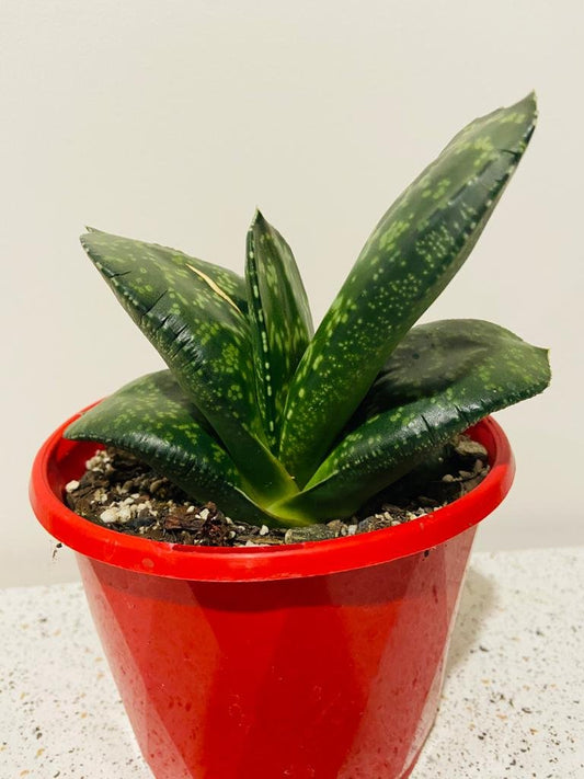 Gasteria