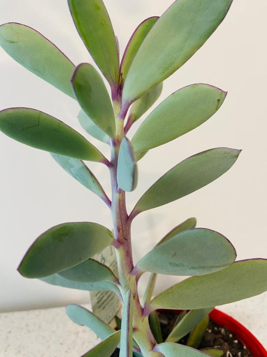 Senecio Crassicautrs ( Vertical Leaf Senecio) 130mm