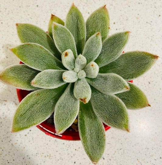 Echeveria Pulvinata 130mm