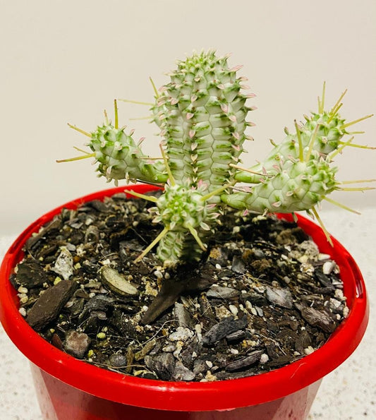 Euphorbia Mamillaris Variegated - 130mm
