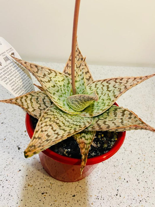 Aloe Hybrid Delta Lights 130mm