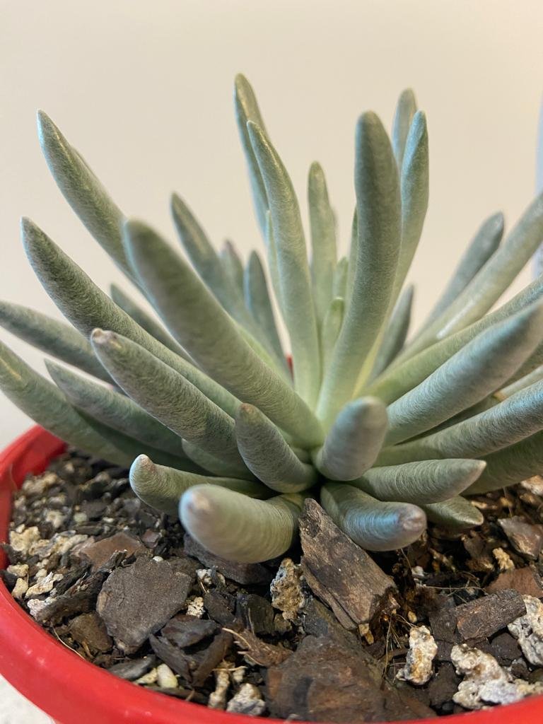 Senecio Scaposus 130mm