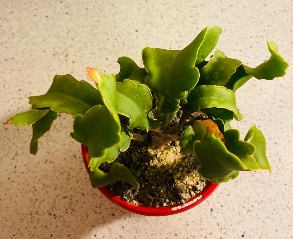 Epiphyllum Curly Sue 130mm