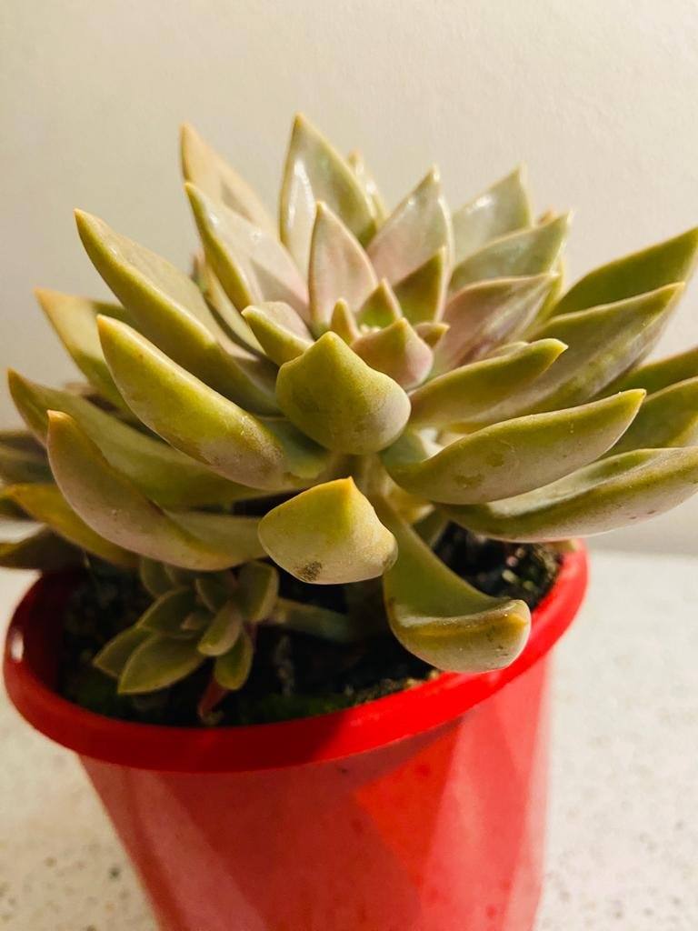 Graptoveria Bronzed Aussie 130mm