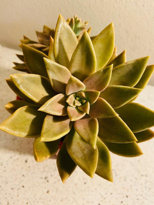 Graptoveria Bronzed Aussie 130mm