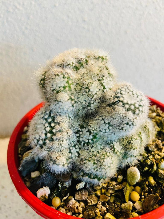 Cacti - Parodia Scopa Caespitosa